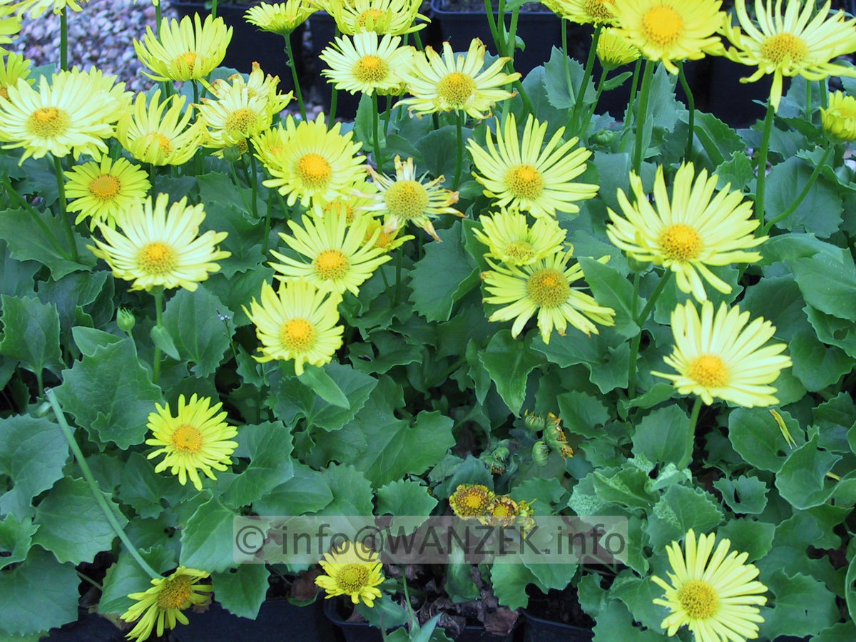 Doronicum orientale Magnificum.JPG